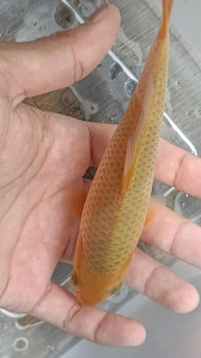 Juara 1