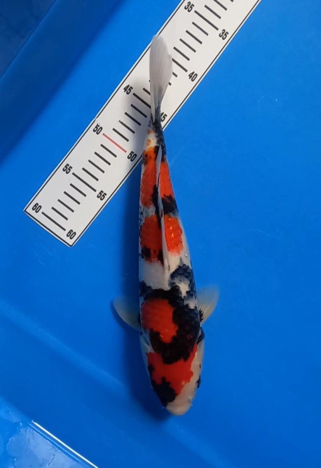 Juara 5