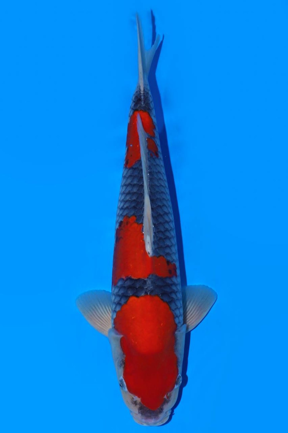 Juara 2