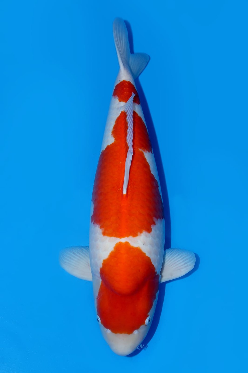 Juara 1