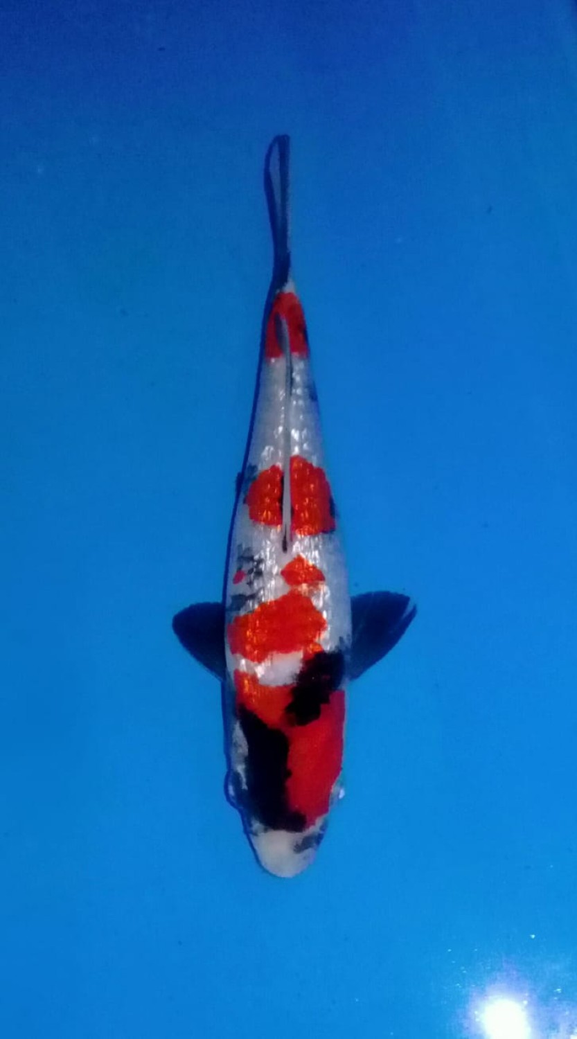 Juara 3