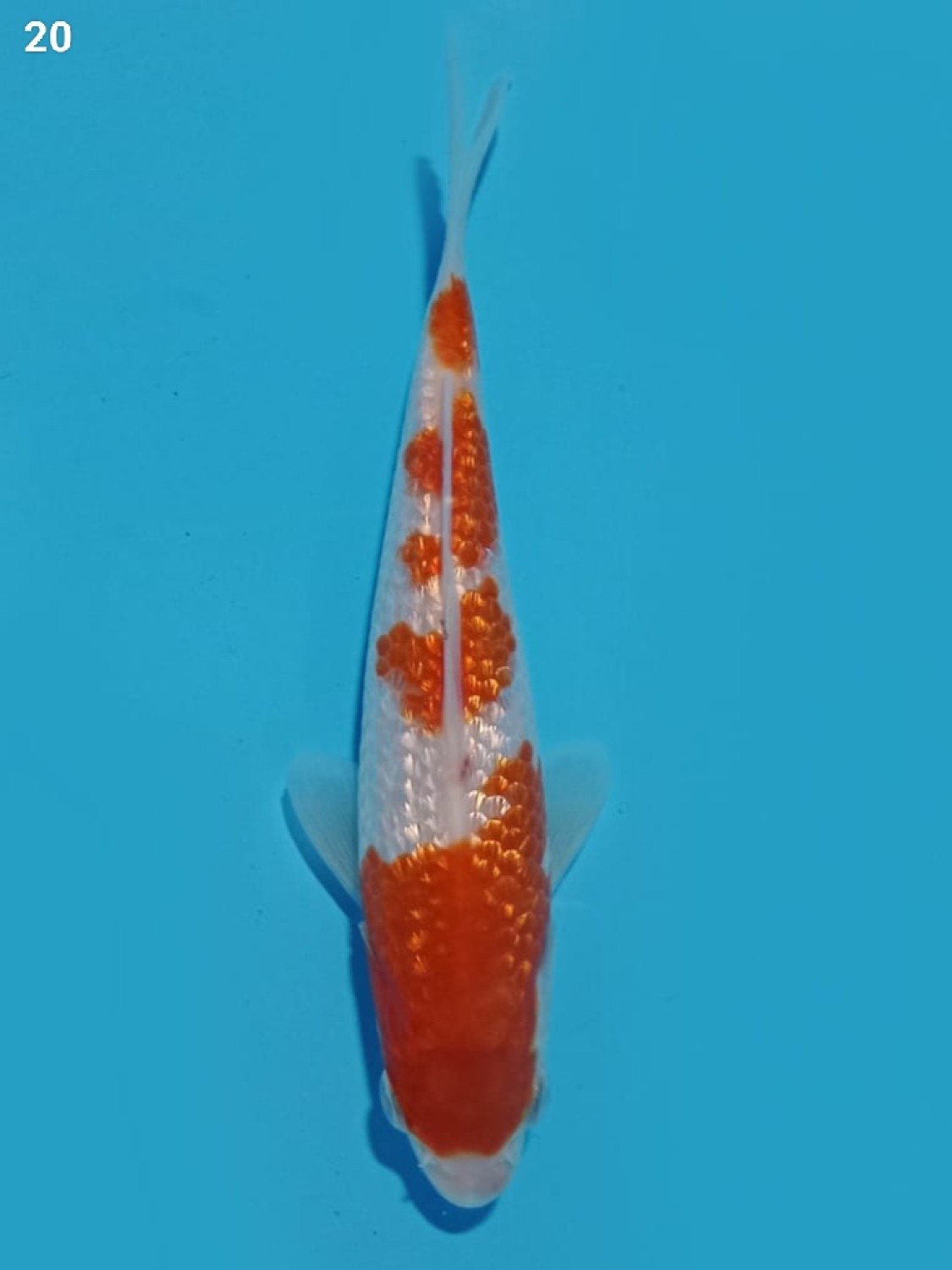 Juara 4