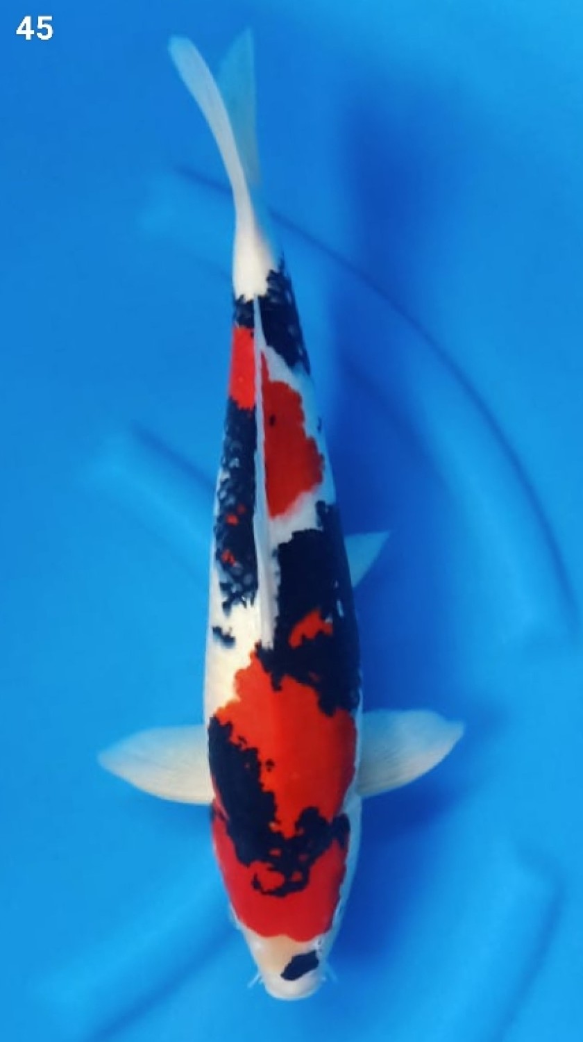 Juara 5