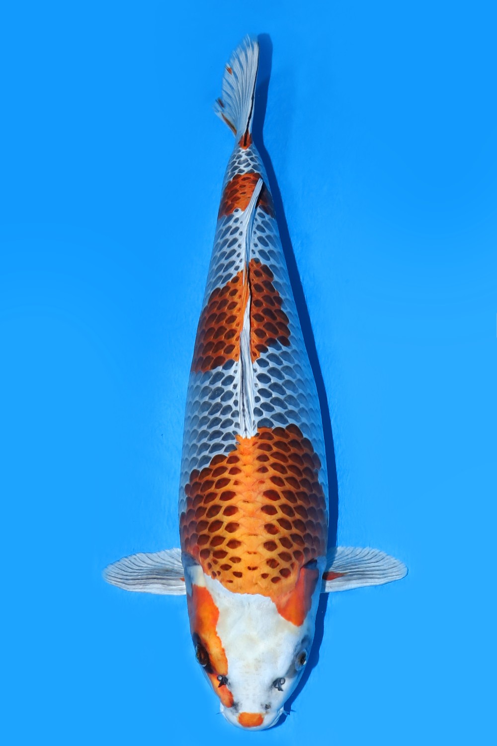 Juara 1