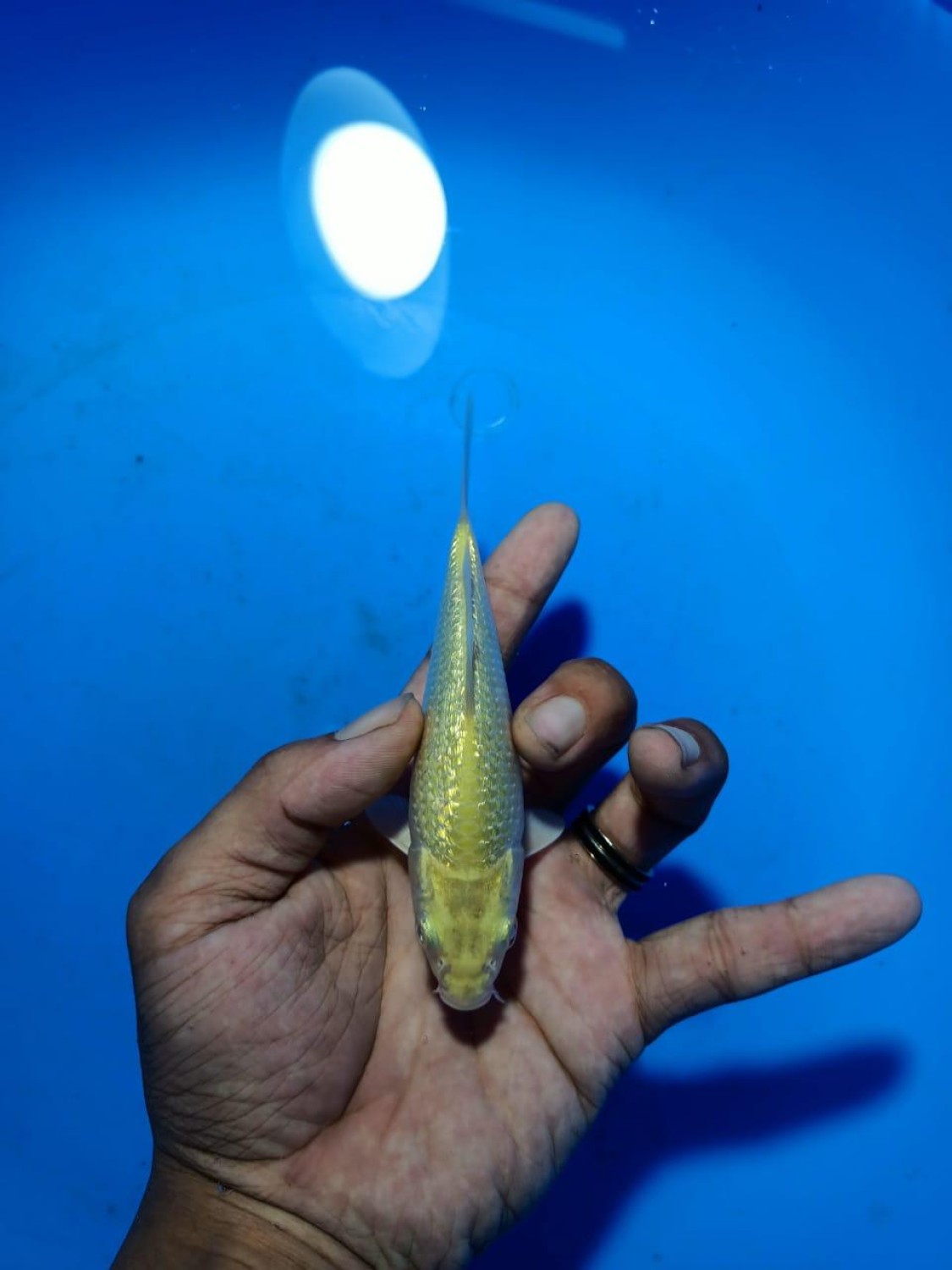 Juara 2