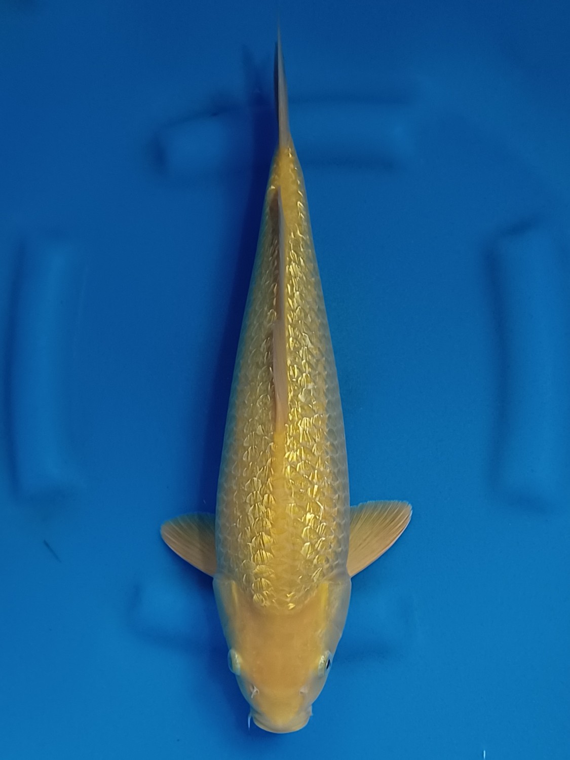 Juara 5