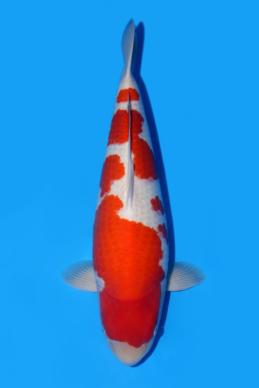 Juara 1
