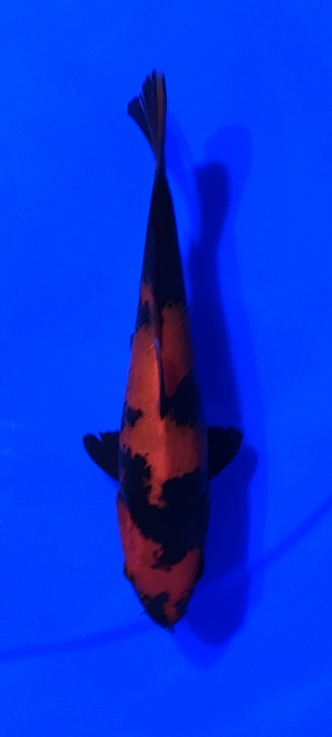 Best In Size D 21 - 25 cm