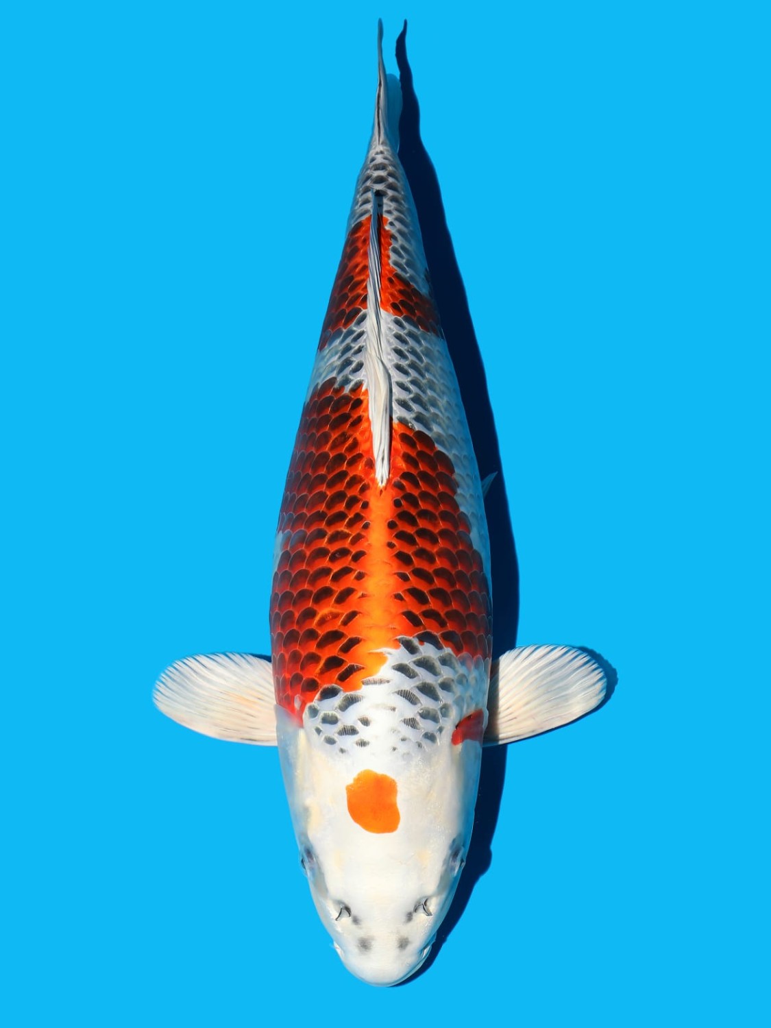 Juara 1