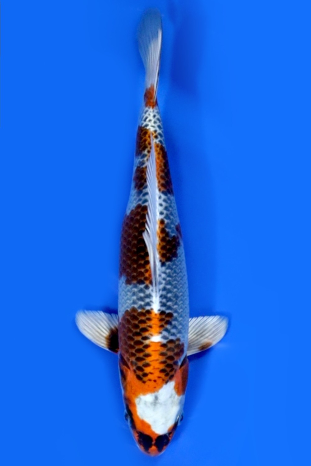 Juara 1