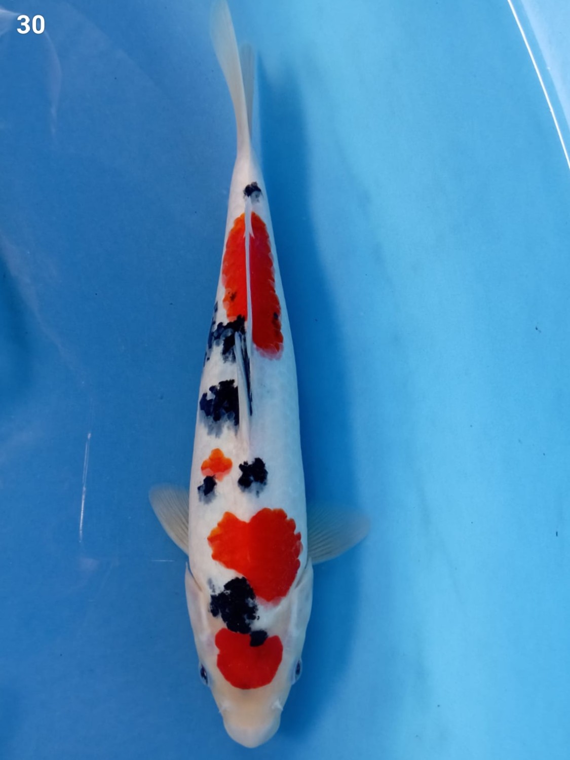 Best In Size A 26 - 30 cm