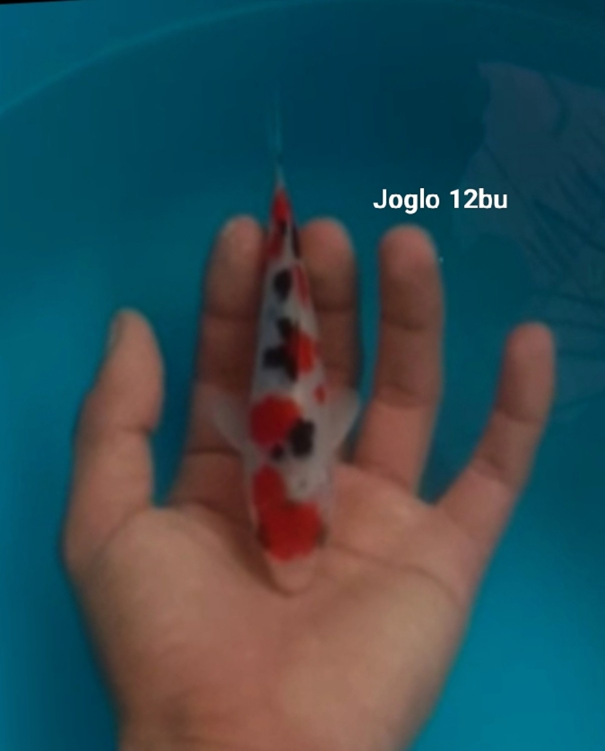 Juara 2