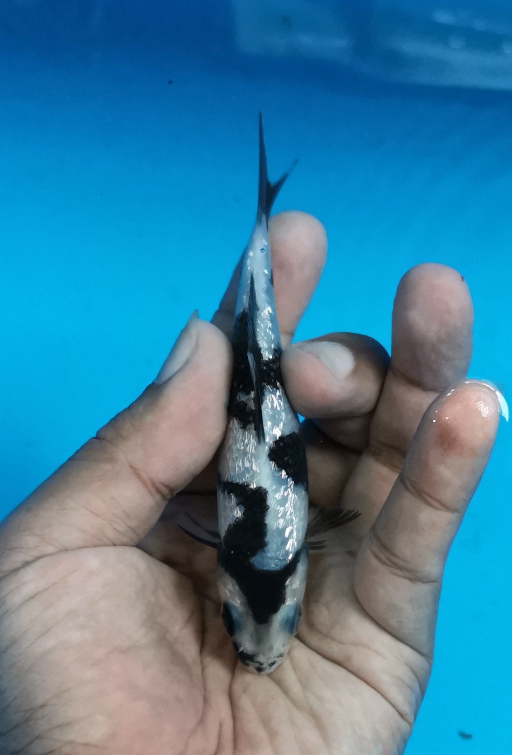 Juara 1