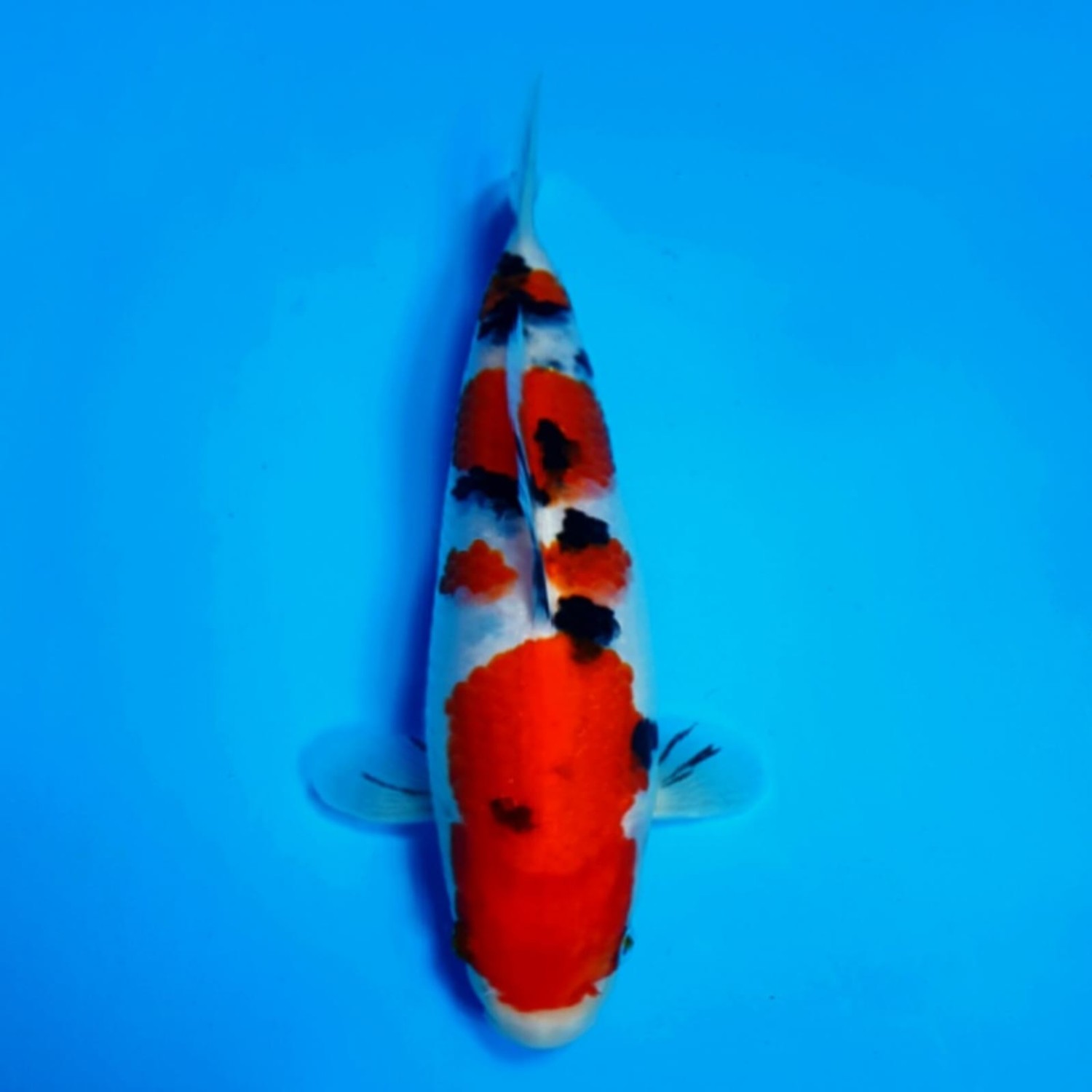 Juara 5