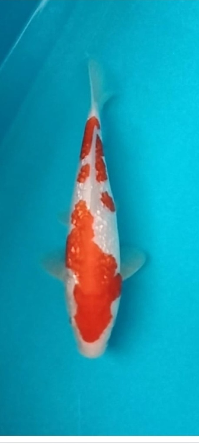 Juara 2