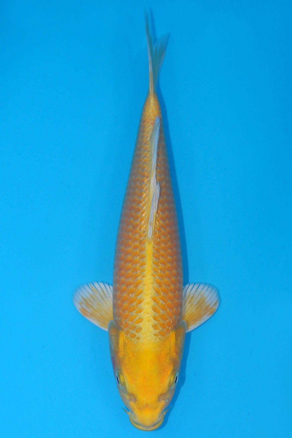 Juara 3