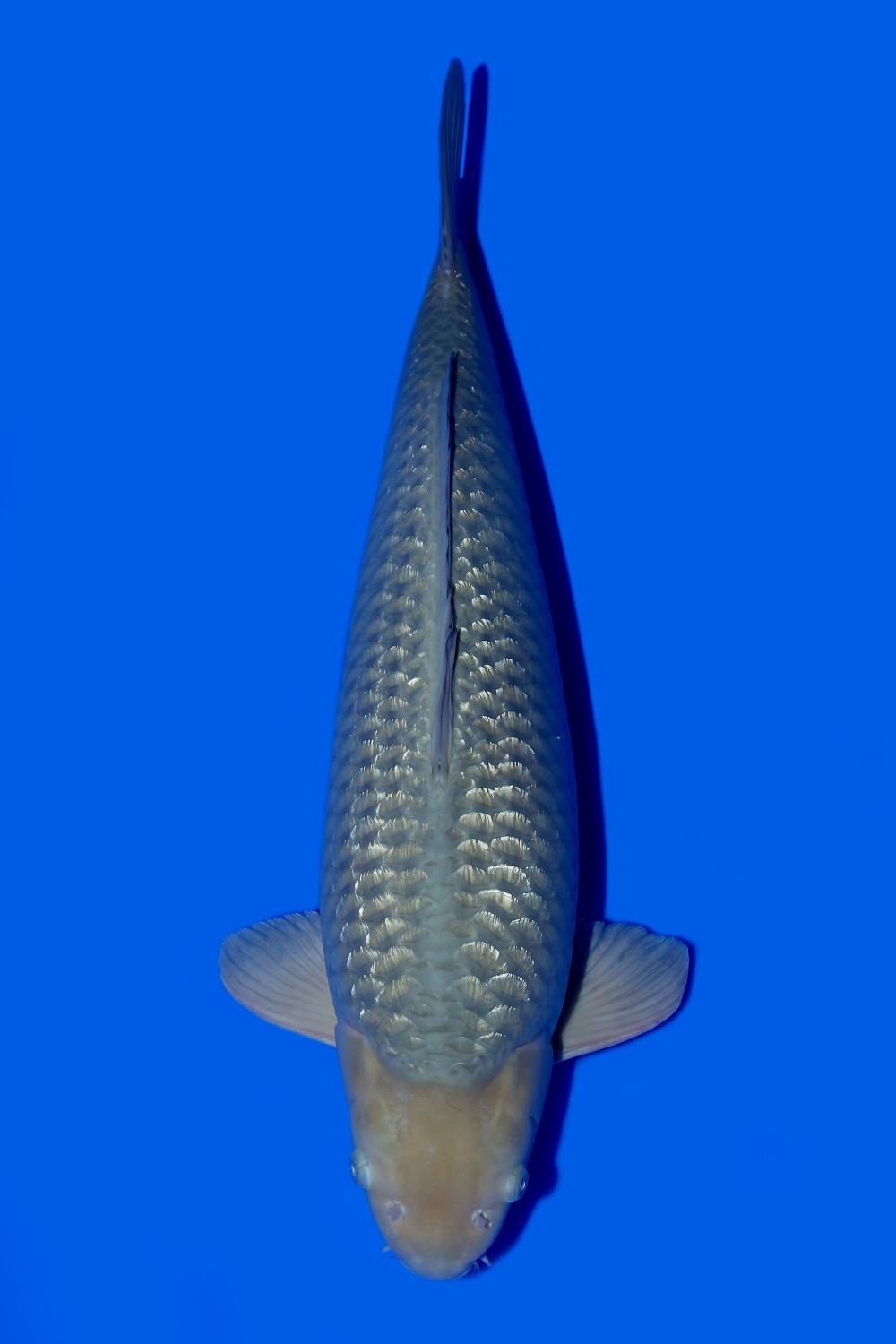 Juara 1