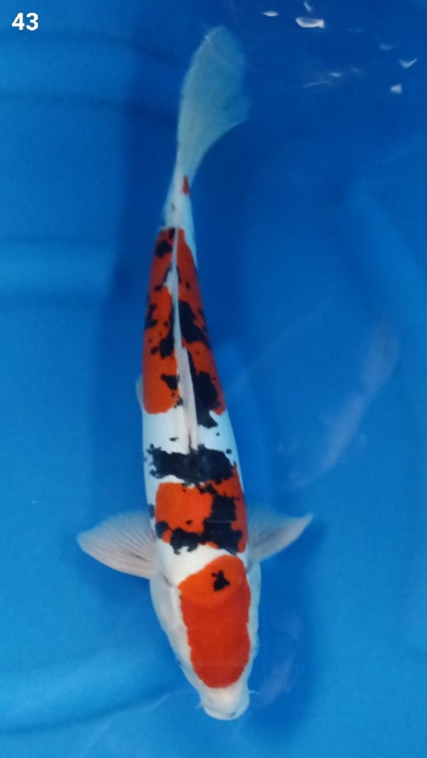 Juara 2