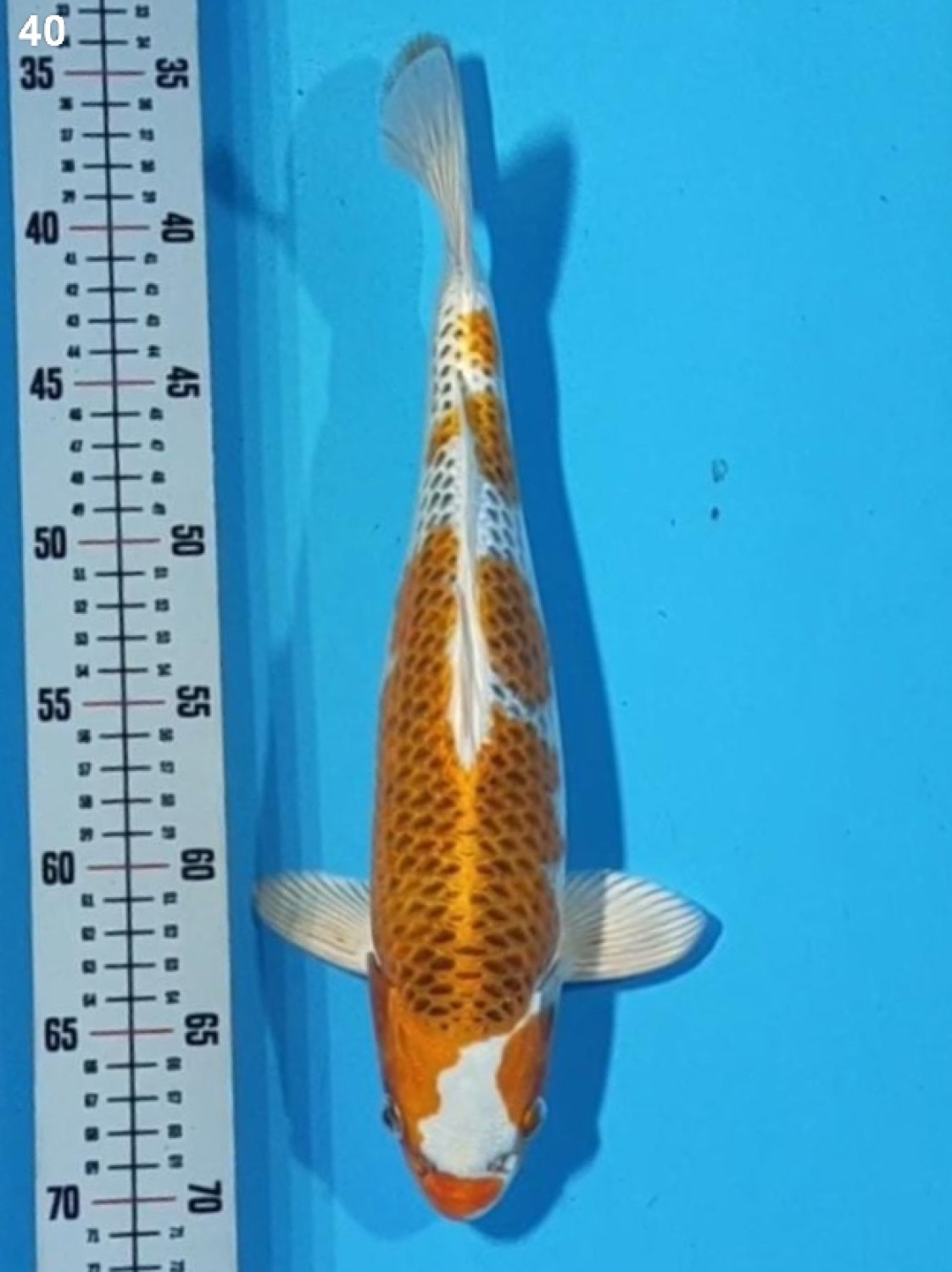 Juara 3