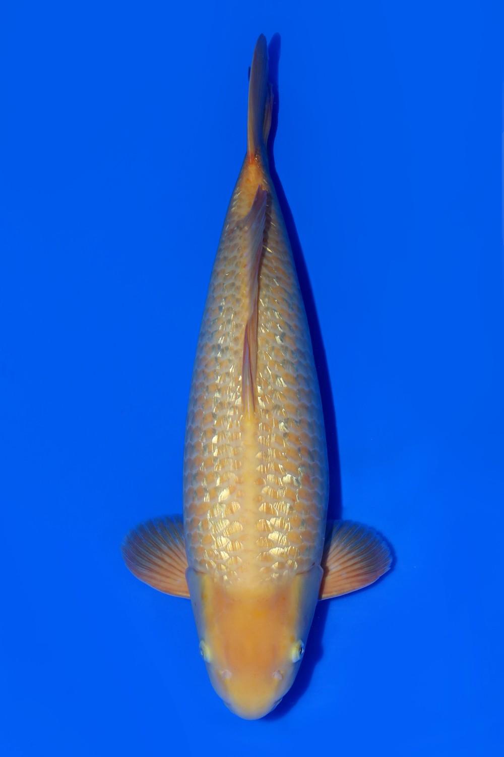 Juara 2