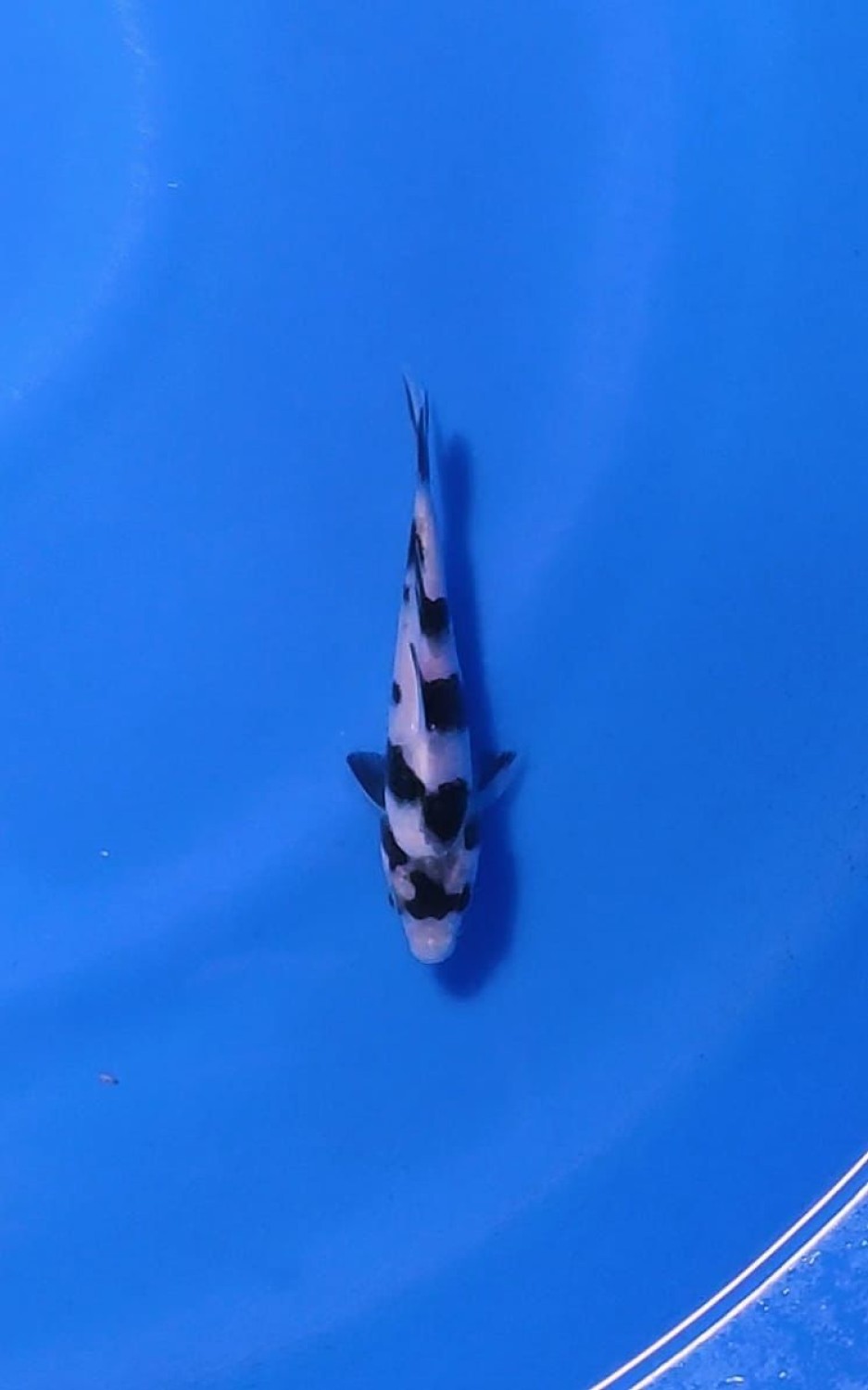Best In Size B Up To 12 cm