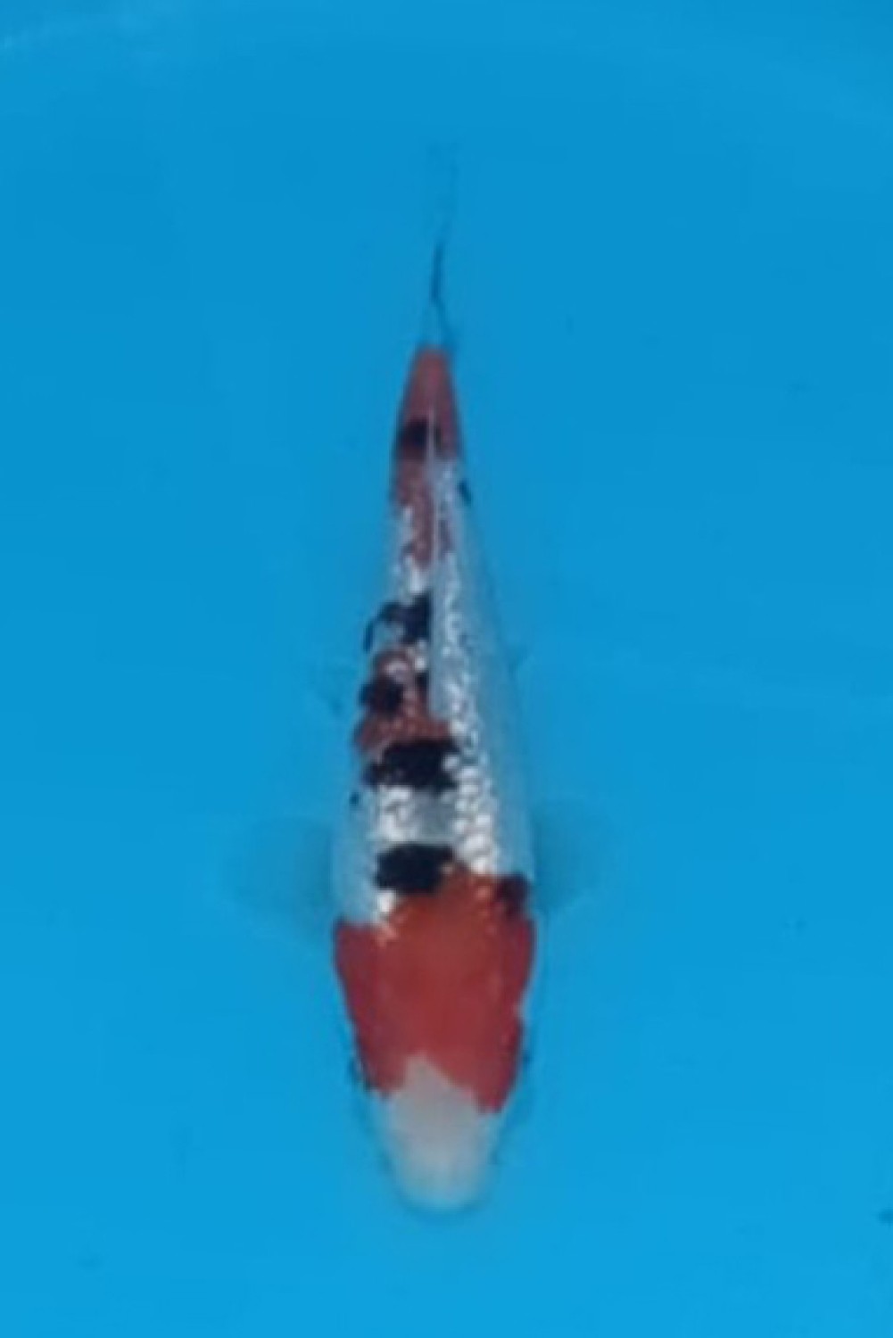 Juara 1