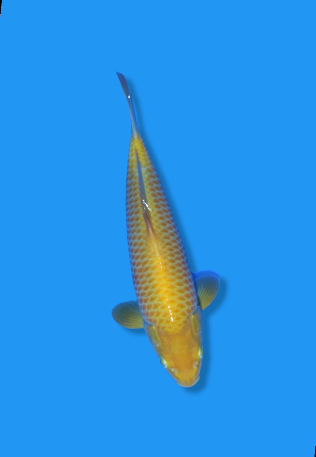 Juara 3
