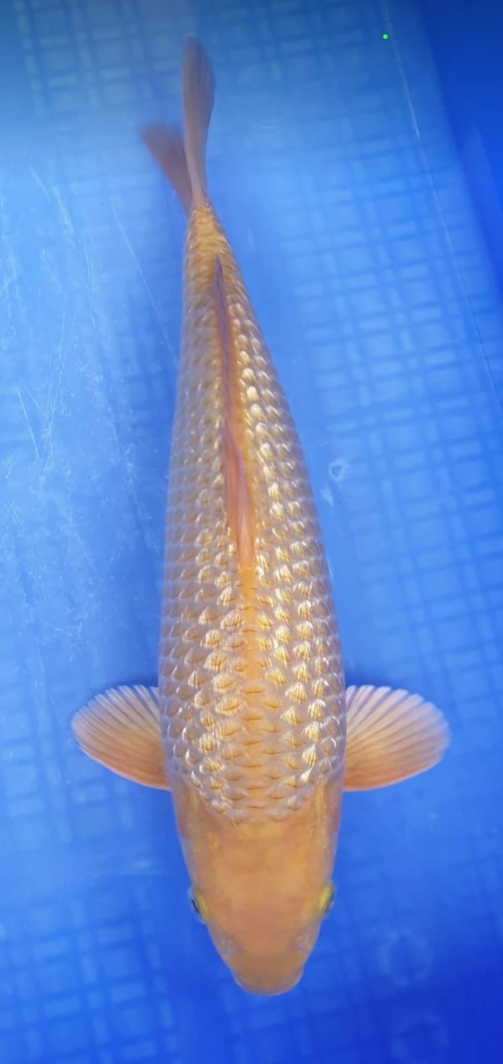 Juara 3
