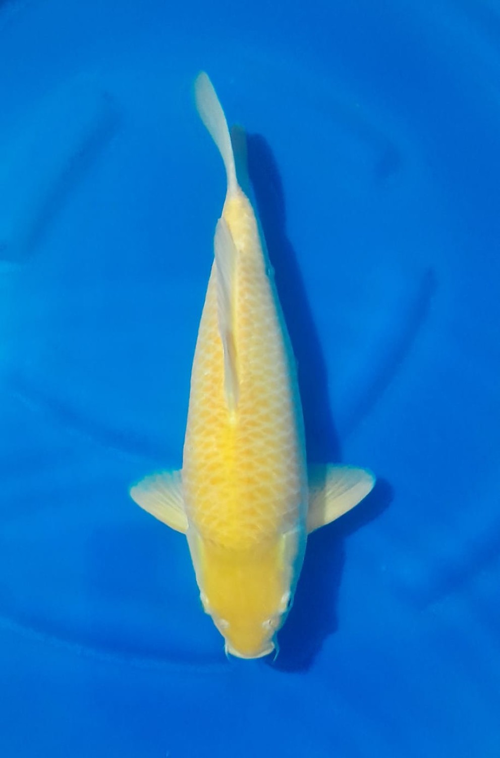 Best In Size E 36 - 40 cm