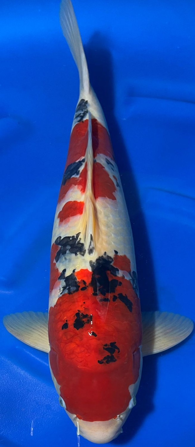 Juara 4