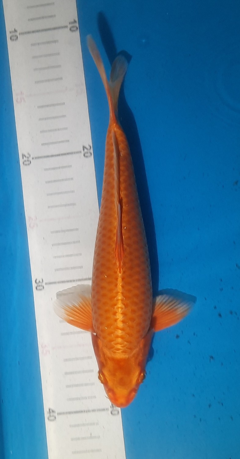 Juara 5