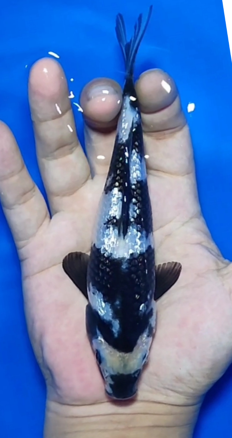Juara 3
