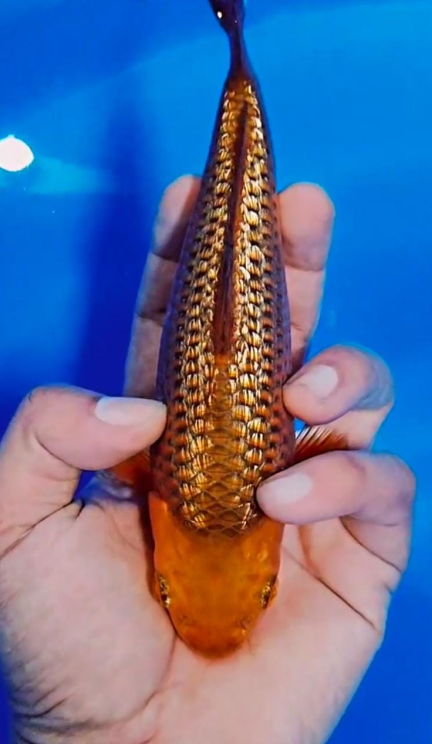 Juara 2