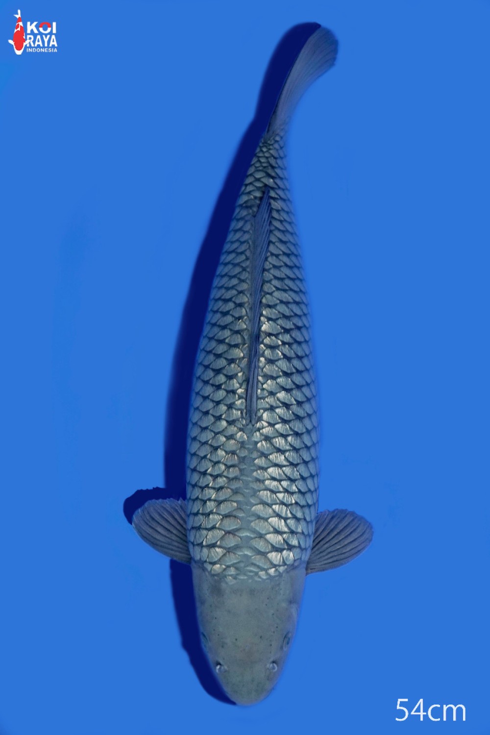 Juara 5