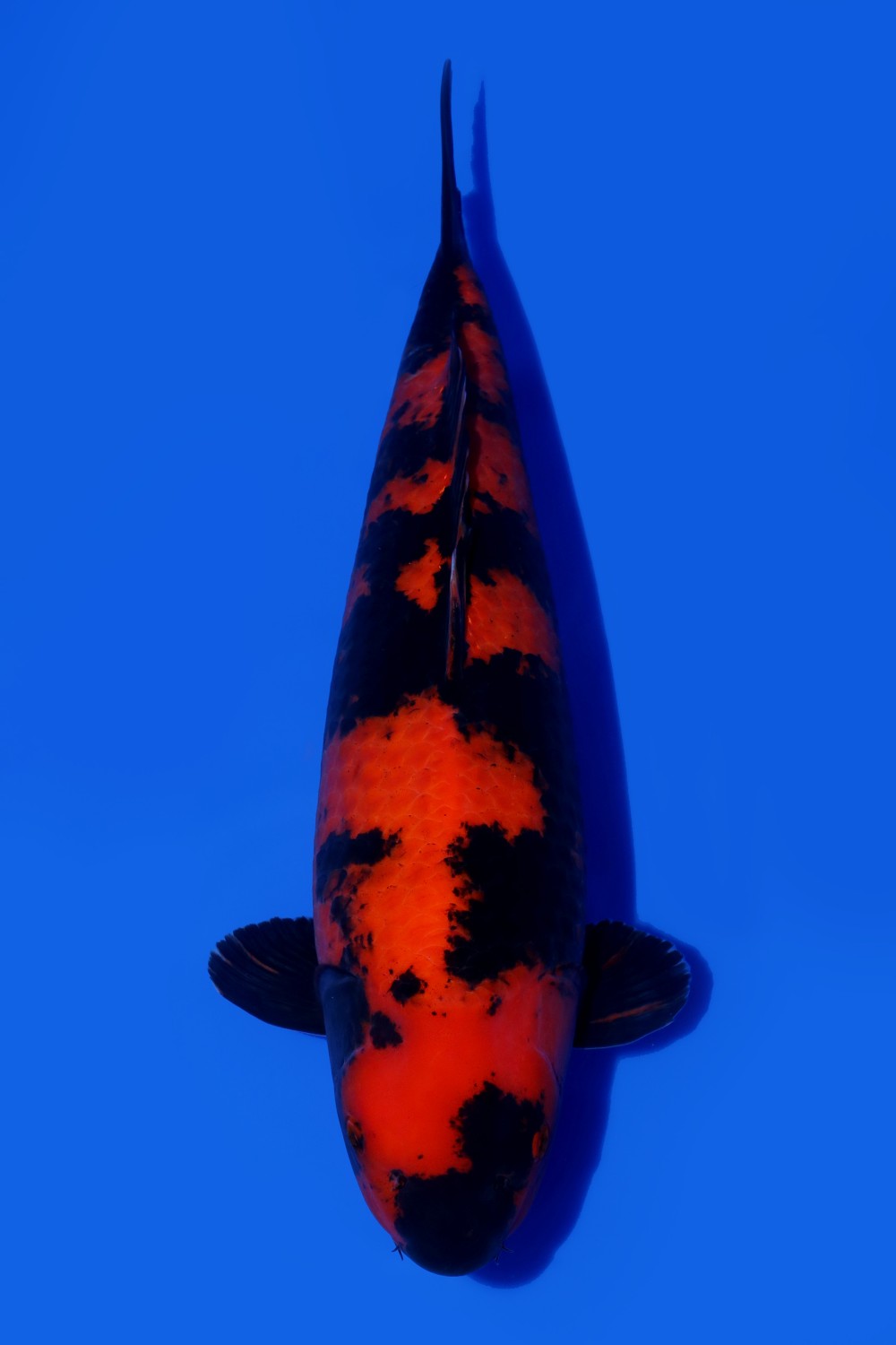 Juara 1