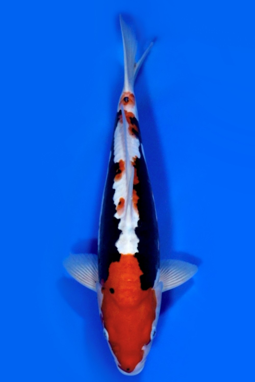 Juara 2