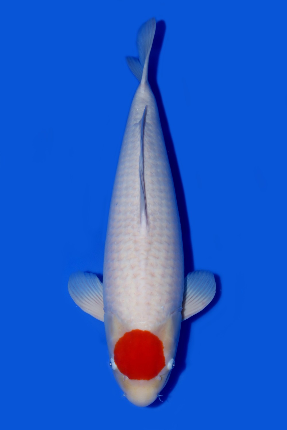 Juara 1