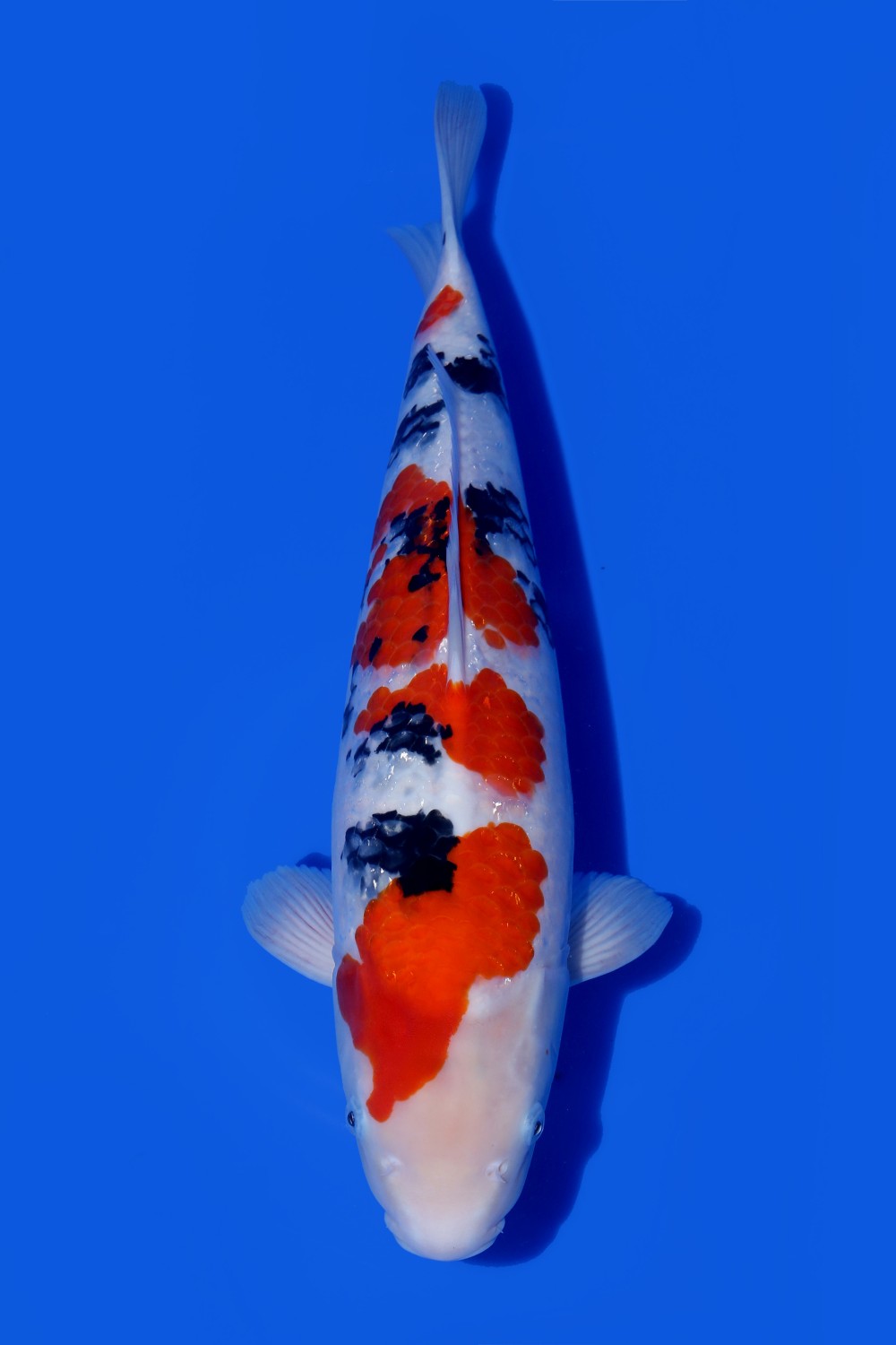 Juara 4
