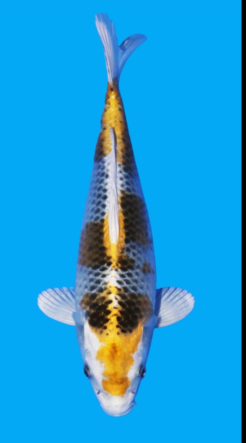 Juara 2