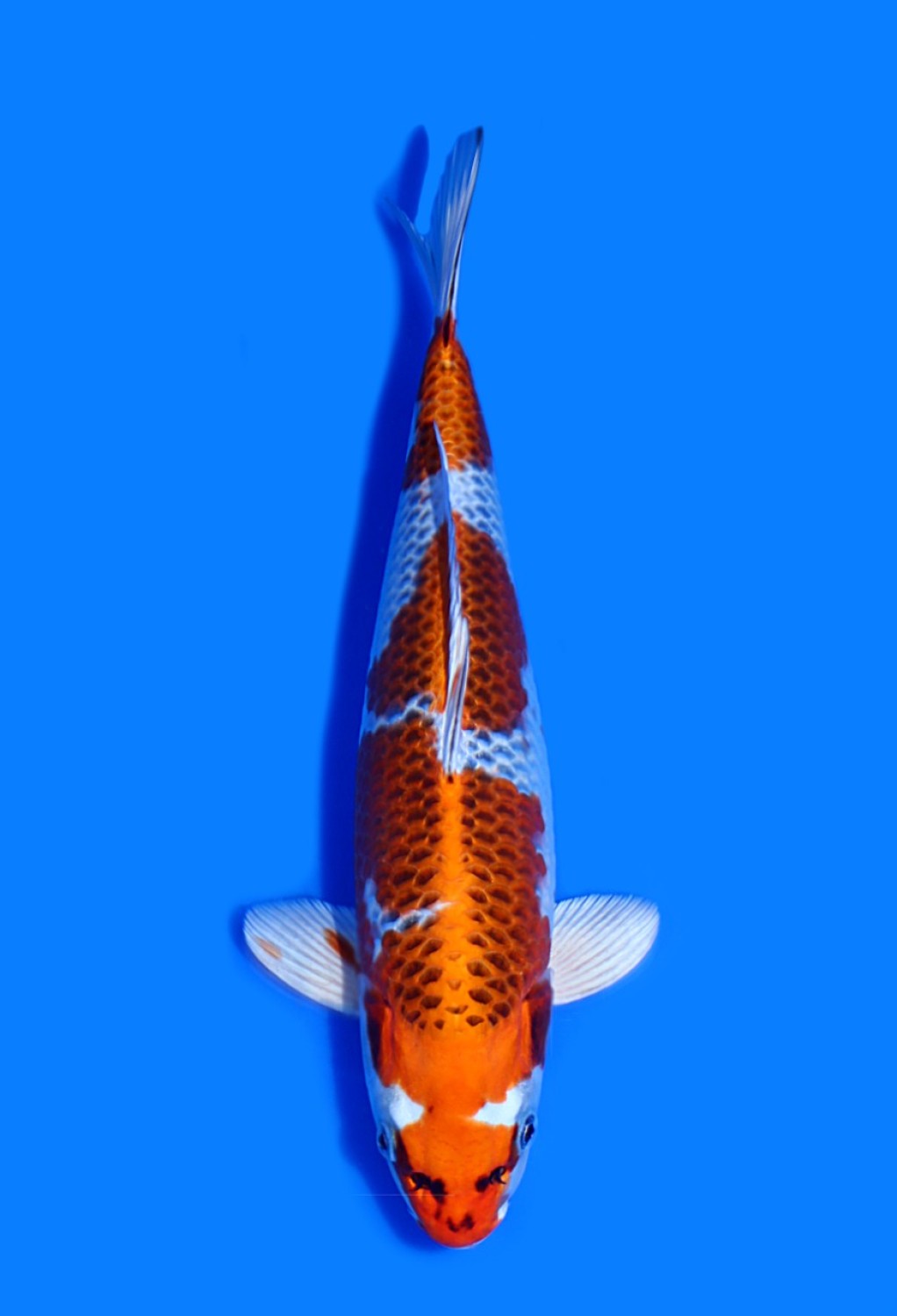 Juara 5