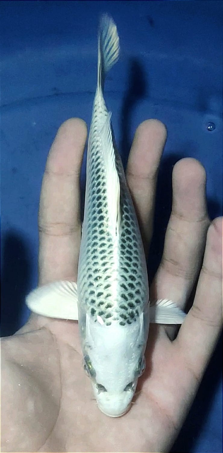 Juara 4