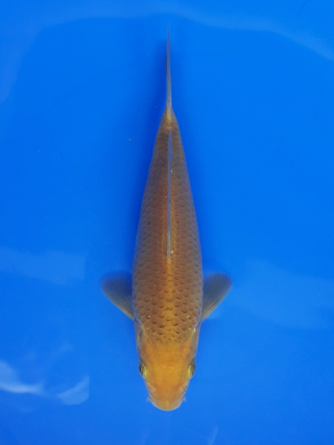 Juara 5