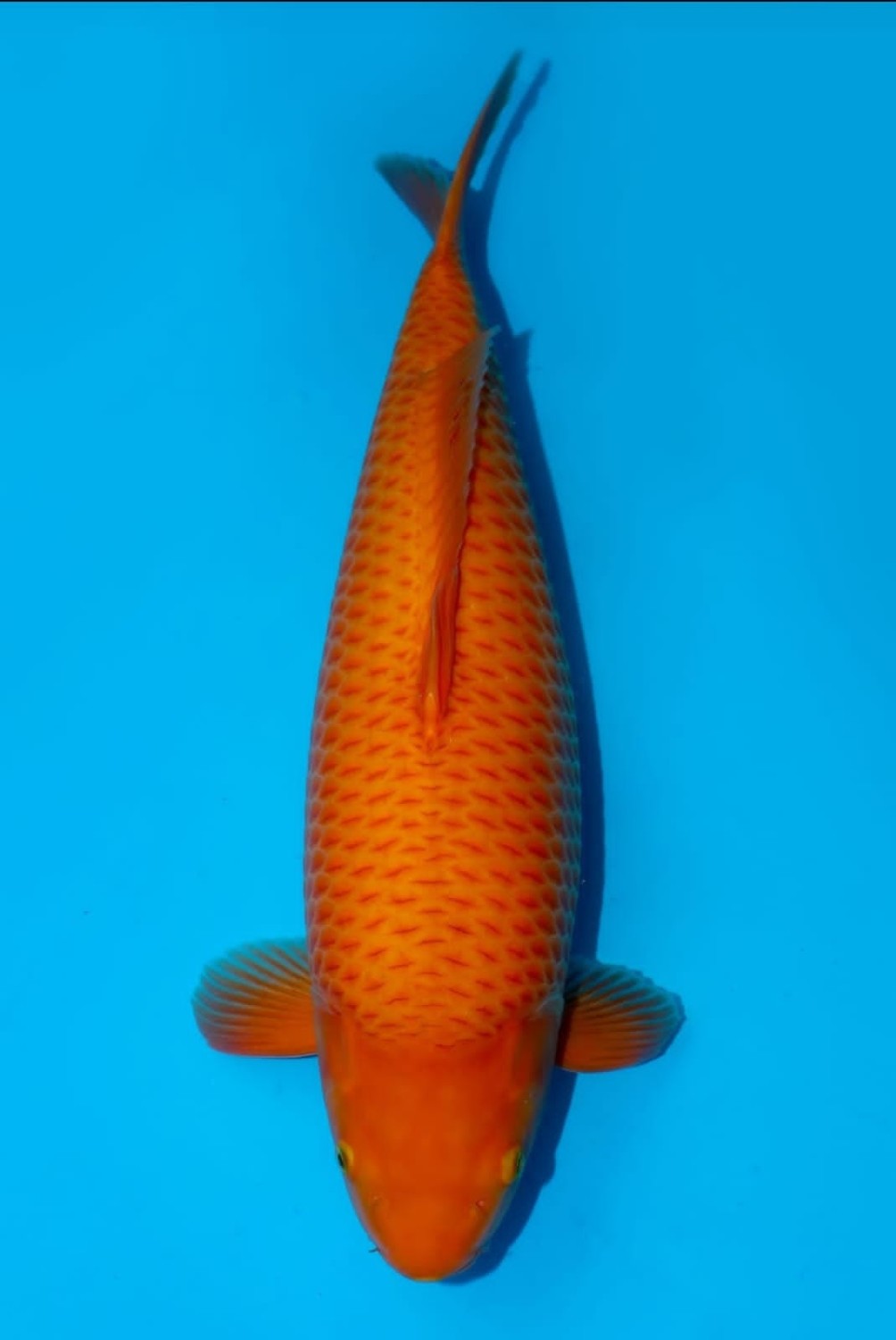 Juara 3