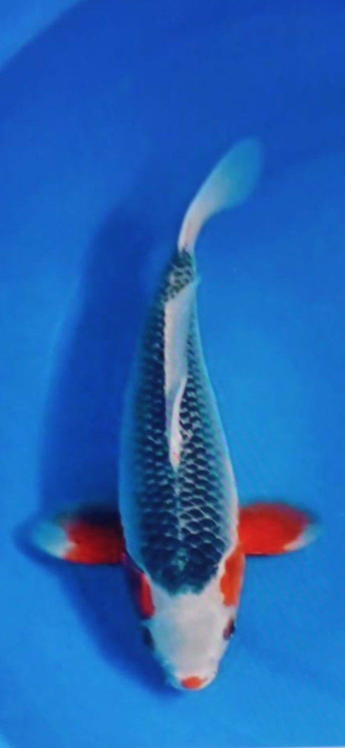 Juara 1