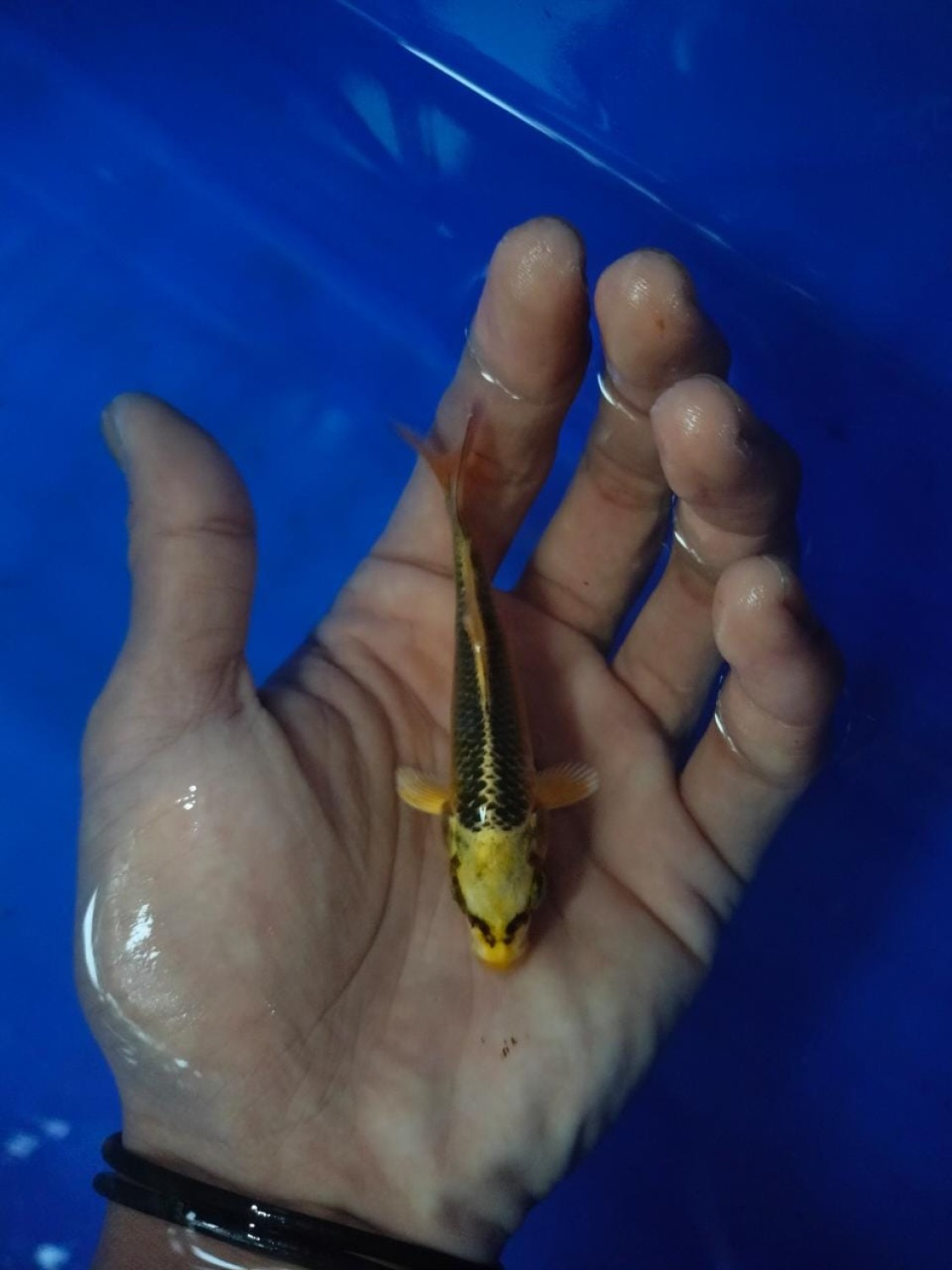 Juara 4