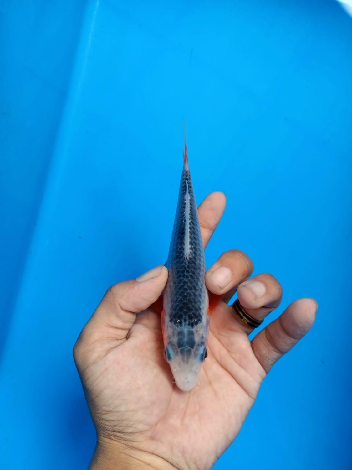 Juara 4