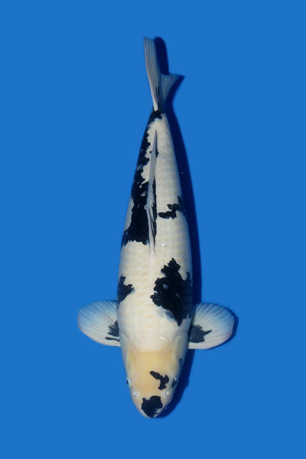 Juara 2