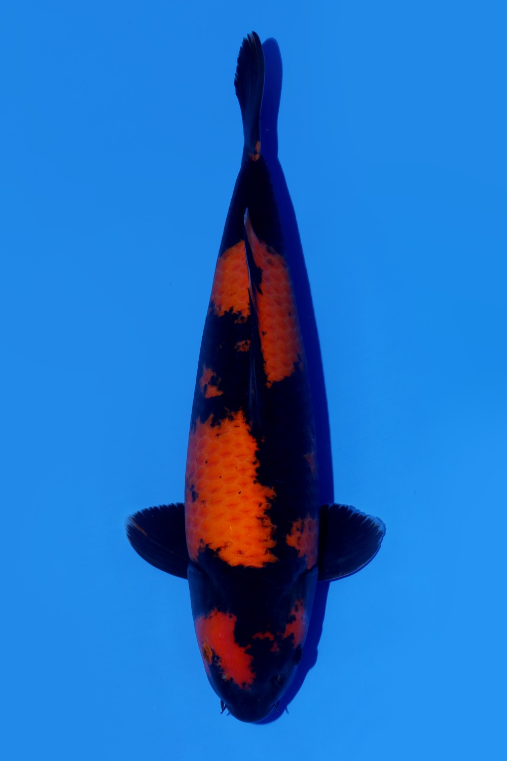 Juara 2
