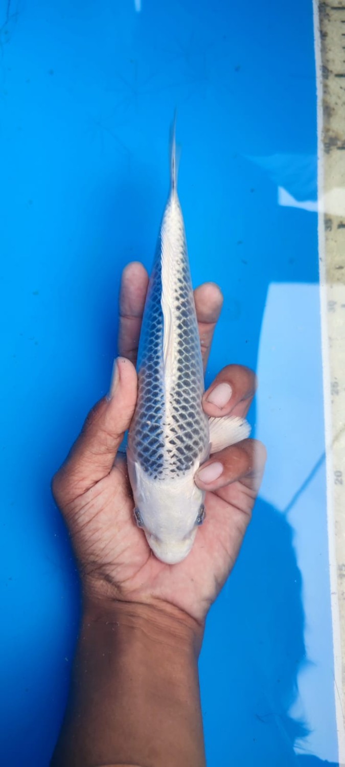 Juara 2