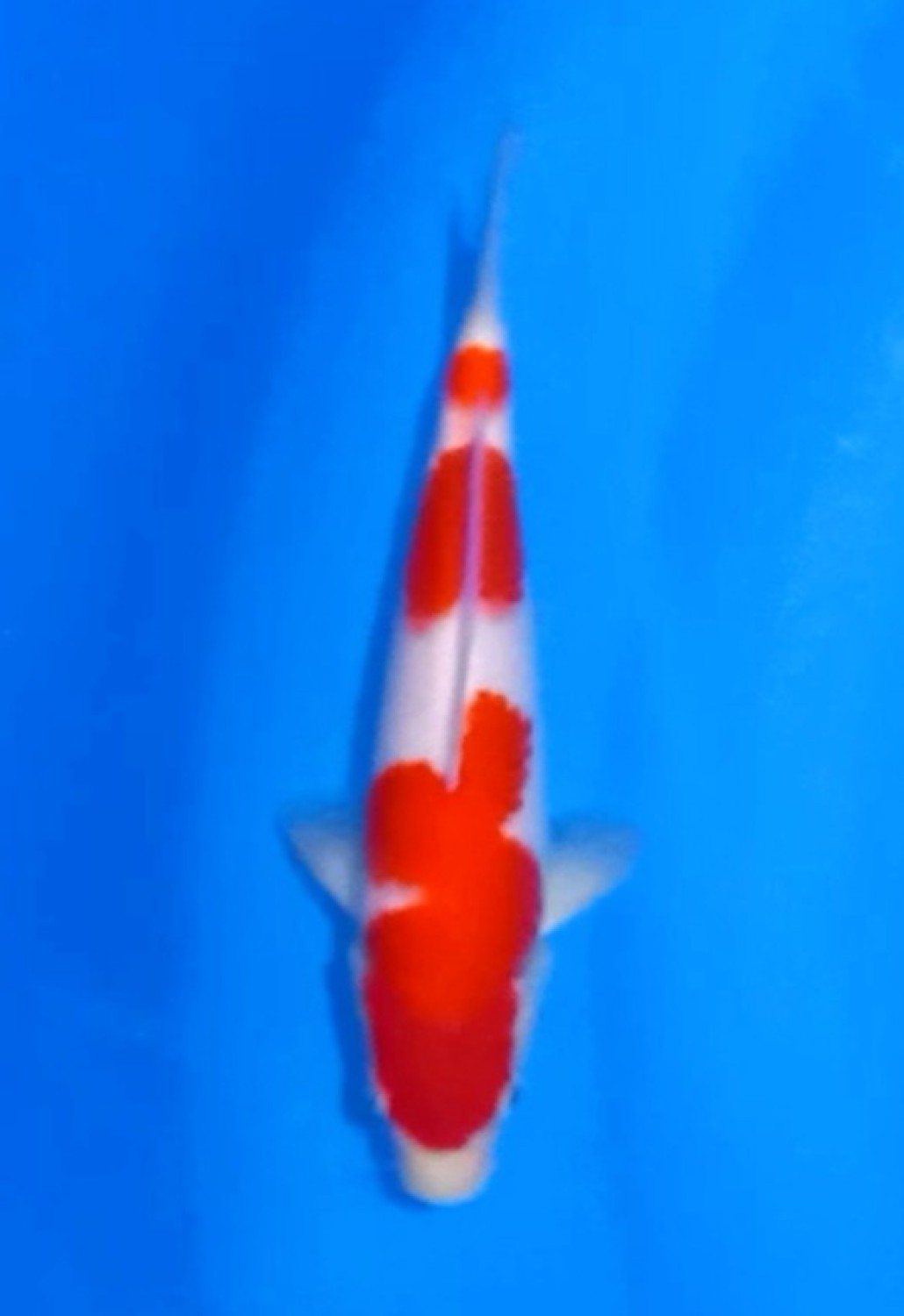 Juara 2